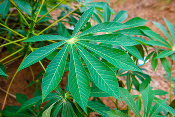 Cassava leaves growing in a field grown by cuttings