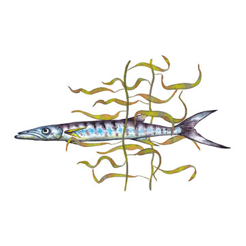 Thin fish with grey stripes in water grass. Watercolor hand painted isolated illustration on white background.