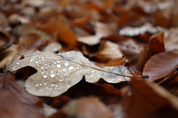 Blatt,wassertropfen,macro