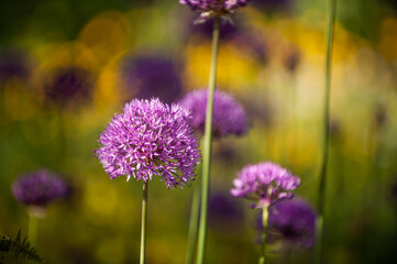 Blühender Iranlauch Allium aflatunense vor unscharfem Hintergrund