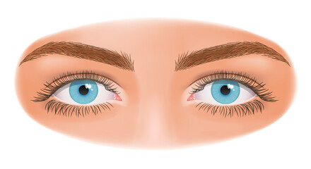 Close up image of woman eyes. Blue eyes of a woman with long eyelashes. Vector illustration.