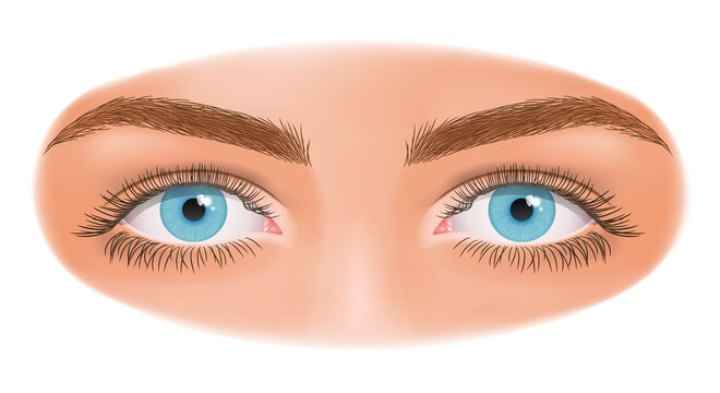 Close up image of woman eyes. Blue eyes of a woman with long eyelashes. Vector illustration.