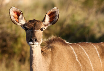 Kudu Cow, South Africa