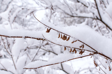 a layer of snow on a branch in winter in the forest