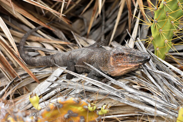 Closeup picture of a mature male of the Gran Canaria giant lizard (Gallotia stehlini), photographed...