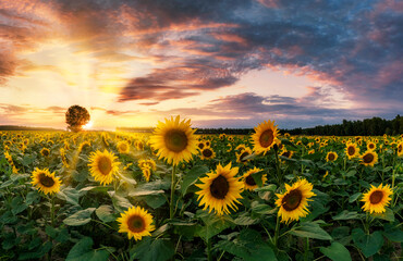 Beautiful sunset over sunflowers field