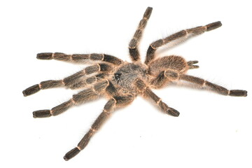 Closeup picture of a male Taksinus bambus (Theraphosidae: Ornithoctoninae), a newly described tarantula spider genus and species living in bamboo culms in northern Thailand.
