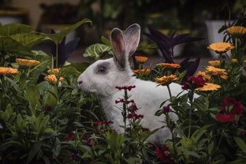 Rabbit between flowers
