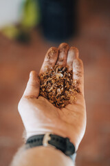 Coffee beans peel in a hand. Handful of coffee beans peel.