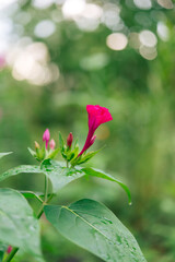 Night beauty, or laxative Mirabilis (Latin Mir&aacute;bilis jal&aacute;pa) is a type species of the genus Mirabilis of the Nyctaginaceae family.	