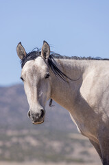 Obraz premium Wild Horse in the Utah Desert in Summer