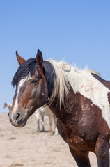 Obraz na płótnie Canvas Wild Horse in the Utah Desert in Summer