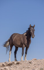 Obraz na płótnie Canvas Wild Horse in the Utah Desert in Summer