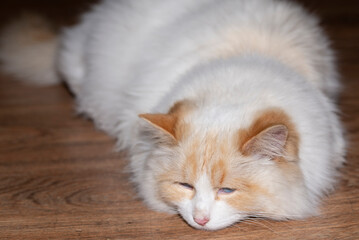 A white fluffy cat is lying on the floor. The concept of pets - 482201003