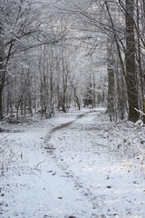 Verschneiter Waldweg