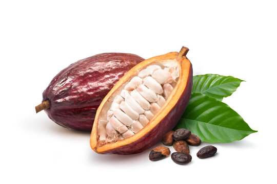 Dark red cocoa pods with half sliced and dried beans isolated on white background.