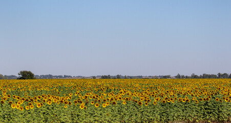 Sunflower Farming, South Africa