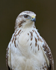 Common buzzard (Buteo buteo)