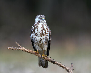 Common buzzard (Buteo buteo)