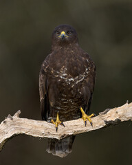 Common buzzard (Buteo buteo)