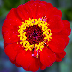 Gorgeous red zinnia flower on a natural background. Floriculture, landscaping.