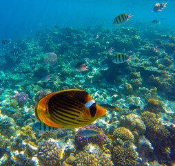  yellow and black butterfly fish lives and swims in blue water near a colorful coral reef in the red sea in egypt, sahl hasheesh © serhii