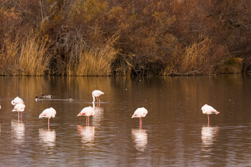 Flamingos in Aiguamolls De L Emporda Nature Park, Spain