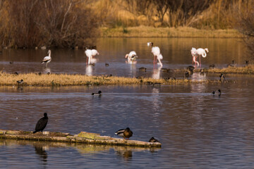 Flamingos in Aiguamolls De L Emporda Nature Park, Spain