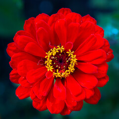 Gorgeous red zinnia flower on a natural background. Floriculture, landscaping.