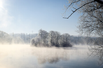 trees in the fog