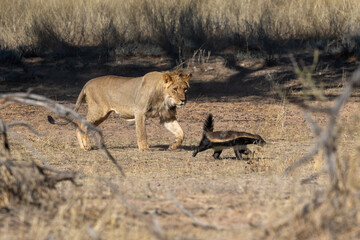 Young lion chasing a honey badger in the Kgalagadi Transfrontier Park in South Africa