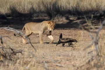 Fototapeten Young lion chasing a honey badger in the Kgalagadi Transfrontier Park in South Africa © Louis