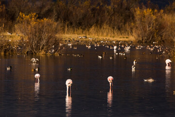 Flamingos in Aiguamolls De L Emporda Nature Park, Spain