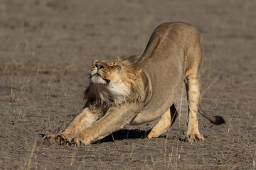 Young lion stretching in the early morning sun in the Kgalagadi Transfrontier Park in South Africa