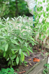 Sage is a plant in the garden. Spice. Green textured leaves of the plant.	