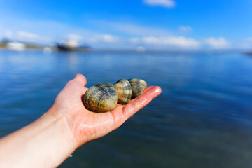 Grooved carpet shell, or Palourde clam, latin name : Ruditapes decussatus. Tasty edible clam on human hand with blue sea blurred background. famous and common bivalve mollusc.