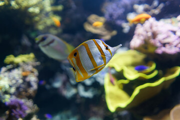 Copperband butterflyfish (Chelmon rostratus). Also named beaked coral fish. Beautiful white and yellow pacific fish