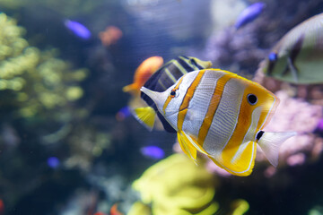 Copperband butterflyfish (Chelmon rostratus). Also named beaked coral fish. Beautiful white and yellow pacific fish