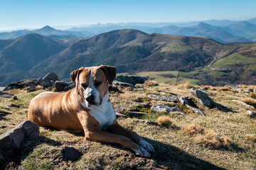 Cachorro deitado a descansar no alto da montanha Artzamendi no País Basco - obrazy, fototapety, plakaty