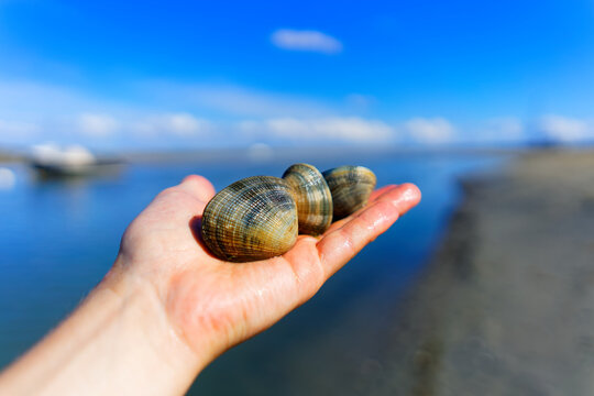 Grooved carpet shell, or Palourde clam, latin name : Ruditapes decussatus. Tasty edible clam on human hand with blue sea blurred background. famous and common bivalve mollusc.