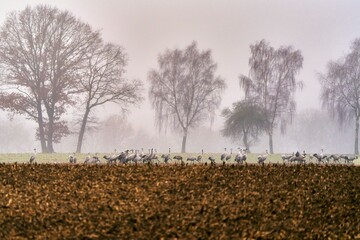 herons on field 