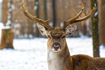 Persian fallow deer in the snow covered forest