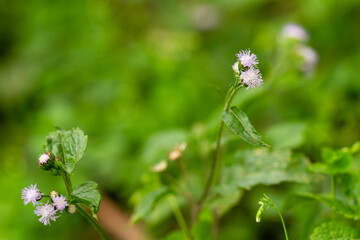 The plant Ageratum conyzoides is native to Tropical America, especially Brazil, and is an invasive weed in many other regions