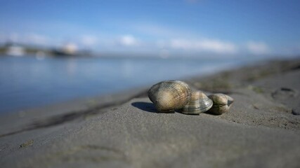 Grooved carpet shell, or Palourde clam, latin name : Ruditapes decussatus. Tasty edible clam laid on sand isolated with bokeh. famous and common bivalve mollusc in europe. sea food clam.