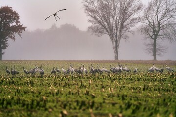 herons on field 