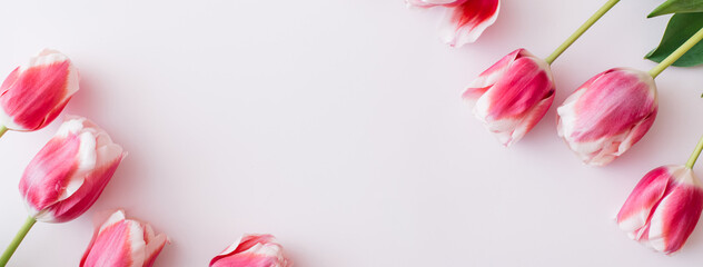 Banner made Pink and white tulips on white background. Flat lay, top view, copy space