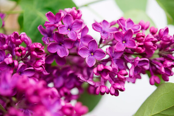 Purple lilac flowers as background. Spring background	
