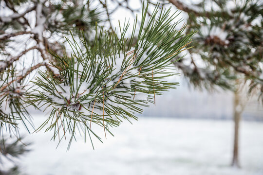 Neige dans des &eacute;pines de sapin