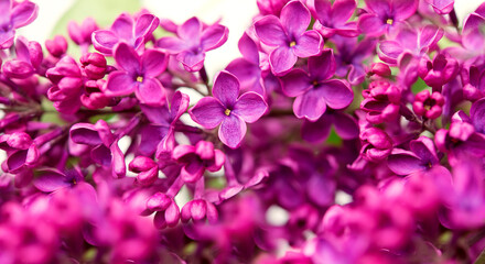 Purple lilac flowers as background. Spring background	