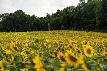 Obraz premium Sunflowers Plantation - Sunflower Field Agriculture